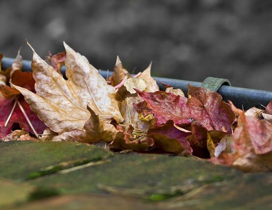 Efterårsblade i en tagrende
